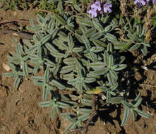 Image of White Rock-rose