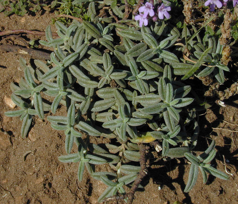 Image of White Rock-rose