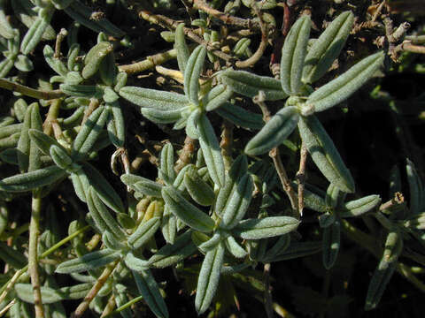 Image of White Rock-rose