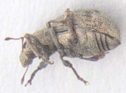 Image of Sciaphilus