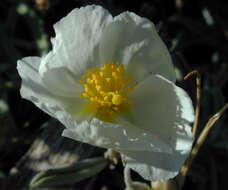 Image of White Rock-rose