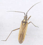 Image of Meadow Plant Bug