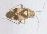 Image of Liocoris