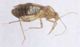 Image of Liocoris