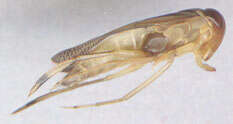 Image de Callicorixa praeusta (Fieber 1848)