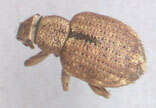 Image of Nut Leaf Weevil