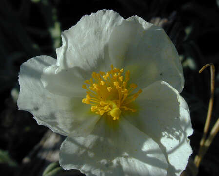 Image of White Rock-rose