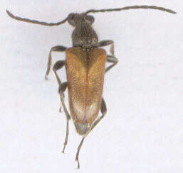 Image of Pseudovadonia