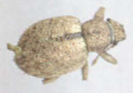 Image of Nut Leaf Weevil