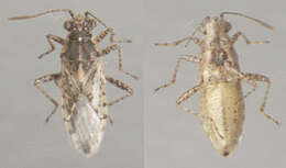 Image of Nettle Ground Bug