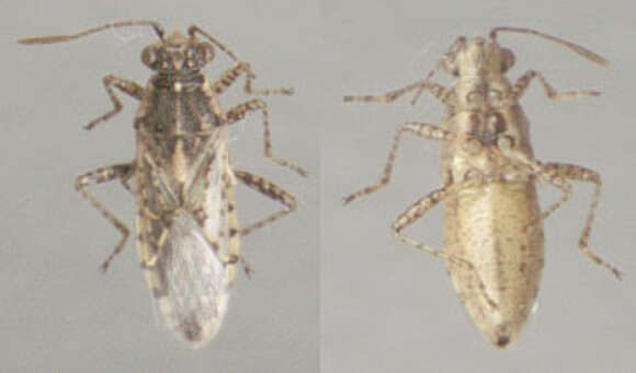 Image of Nettle Ground Bug