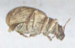 Image of Nut Leaf Weevil