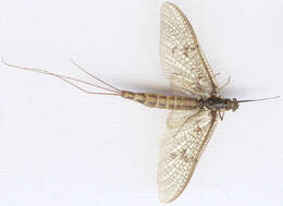 Image of Common Mayfly