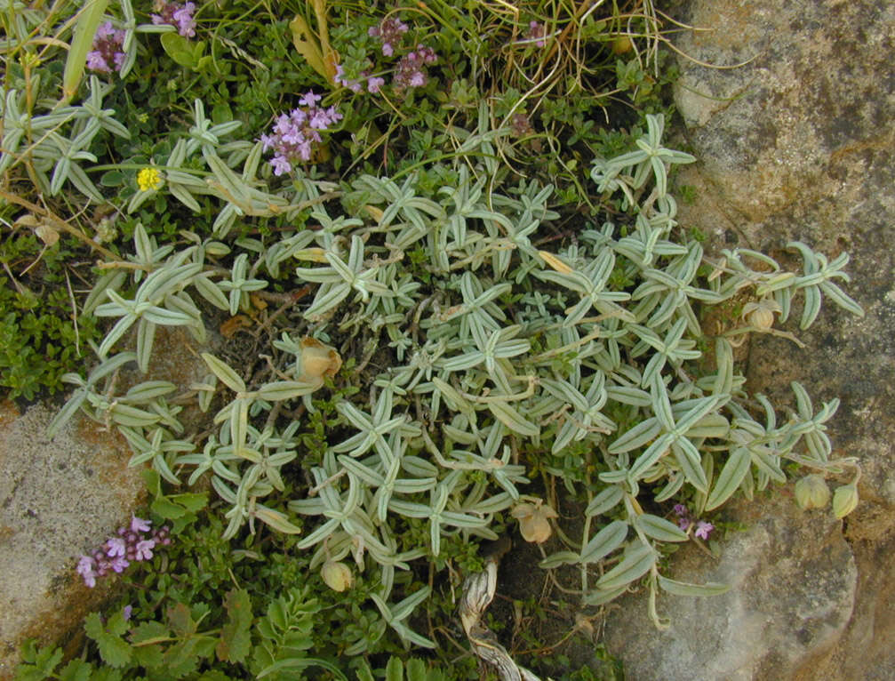 Image of White Rock-rose