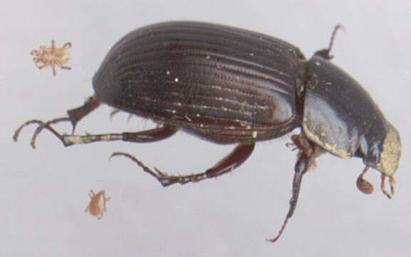 Image of Night-flying Dung Beetle