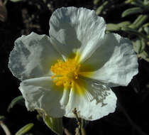 Image of White Rock-rose