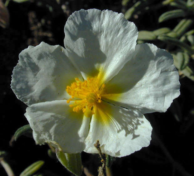 Image of White Rock-rose