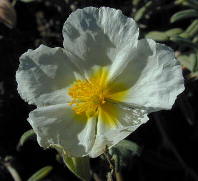 Image of White Rock-rose