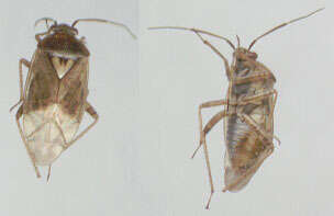 Image of Lygus rugulipennis Poppius 1911