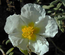 Image of White Rock-rose