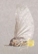 Image of small squaregilled mayflies