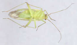 Image of Common Green Capsid