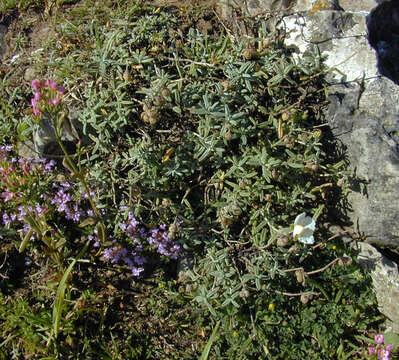 Image of White Rock-rose