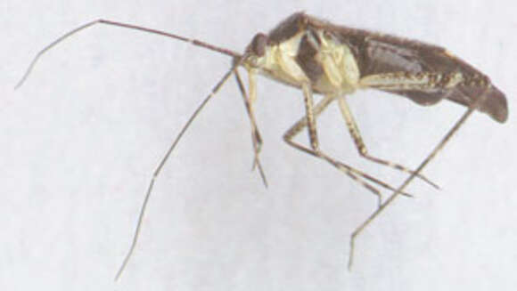 Image of Phytocoris dimidiatus Kirschbaum 1856