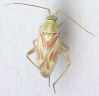 Image of Calocoris roseomaculatus (De Geer 1773)