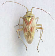 Image of Calocoris roseomaculatus (De Geer 1773)