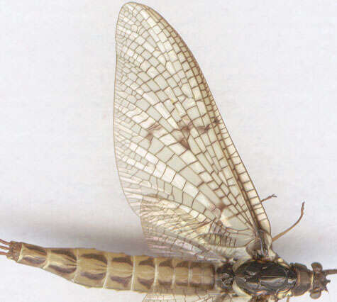 Image of Common Mayfly