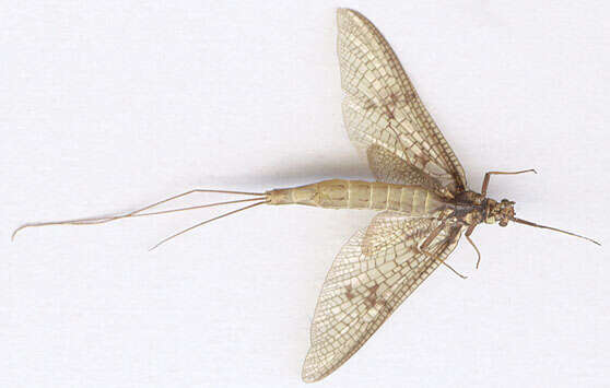 Image of Common Mayfly