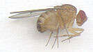 Imagem de Drosophila immigrans Sturtevant 1921