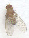 Imagem de Drosophila immigrans Sturtevant 1921