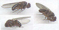 Image of Drosophila obscura Fallen 1823