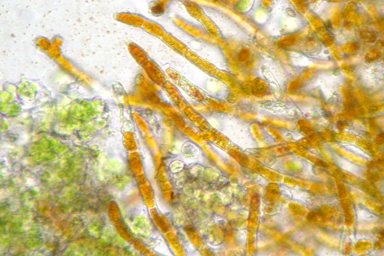 Image of Trentepohlia abietina