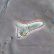 Image of Nectria lugdunensis J. Webster 1959