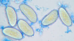 Image of Phycomyces nitens (C. Agardh) Kunze 1823