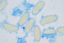 Image of Phycomyces nitens (C. Agardh) Kunze 1823