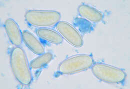 Image of Phycomyces nitens (C. Agardh) Kunze 1823