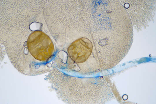 Image of Phycomyces nitens (C. Agardh) Kunze 1823