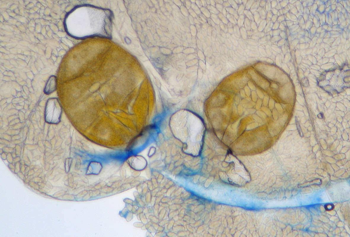 Image of Phycomyces nitens (C. Agardh) Kunze 1823