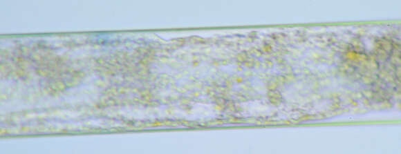 Image of Phycomyces nitens (C. Agardh) Kunze 1823