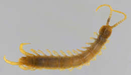 Image of Lithobius subgen. Sigibius Chamberlin 1913