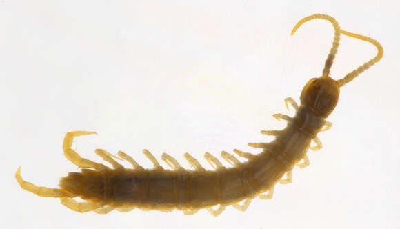 Image of Lithobius subgen. Sigibius Chamberlin 1913