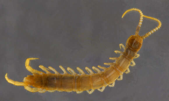 Image of Lithobius subgen. Sigibius Chamberlin 1913