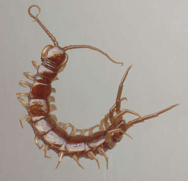 Image of Common centipede