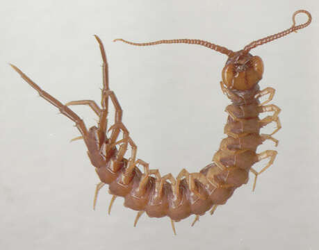 Image of Common centipede