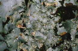 Image of parmotrema lichen