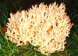 Image of Cauliflower coral